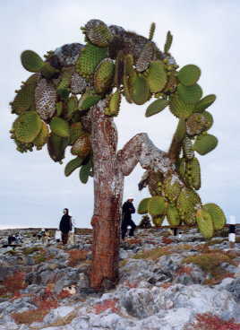 �v���U��