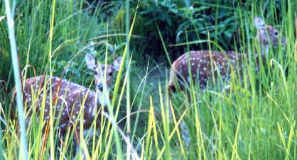 �o���g����