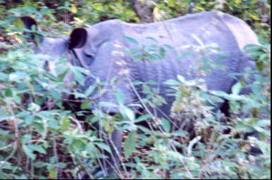 �o���g����