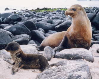 �A�V�J�̐e�q