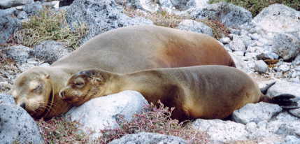 �A�V�J�̐e�q