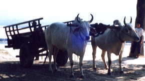 �^�C�K�[�g�b�v�X