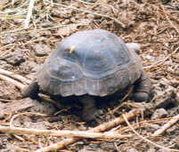 �]�E�K���̐Ԃ����