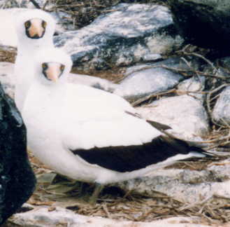 �}�X�N�J�c�I�h��