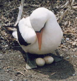 �}�X�N�J�c�I�h��