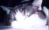 image of Myu-kun