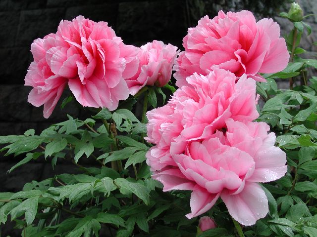 DSCN2637.jpg