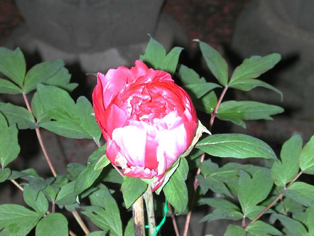 DSCN2640.jpg