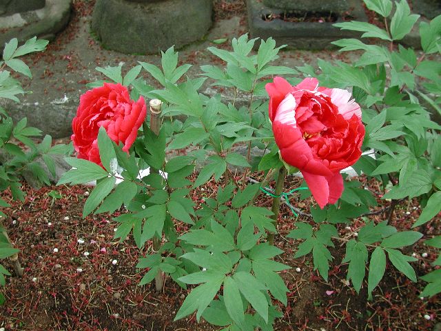 DSCN2641.jpg