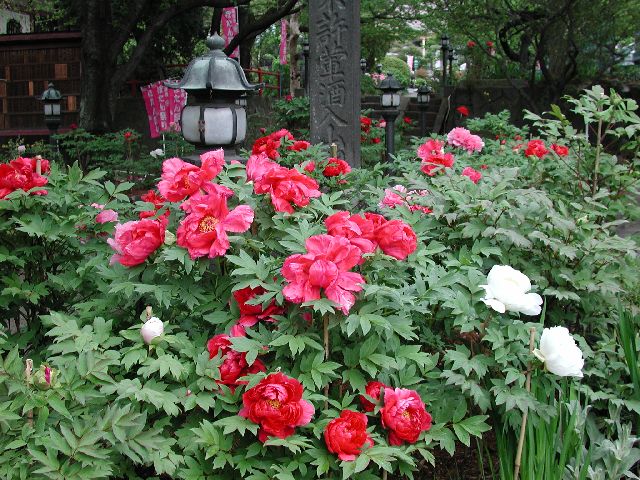 DSCN2645.jpg