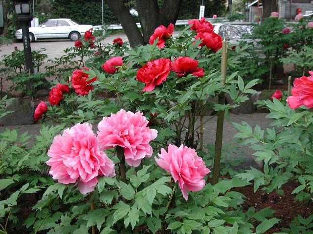 DSCN2646.jpg