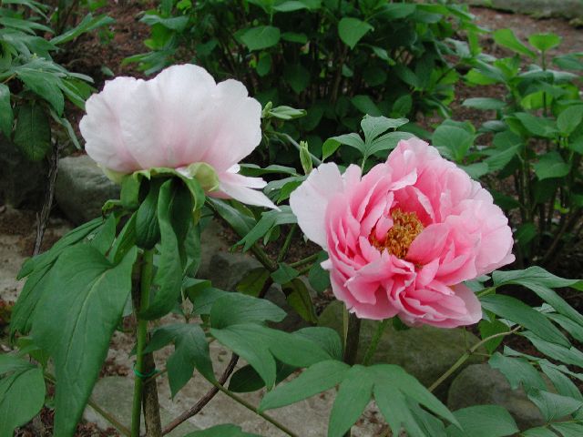 DSCN2650.jpg