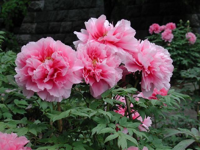 DSCN2652.jpg