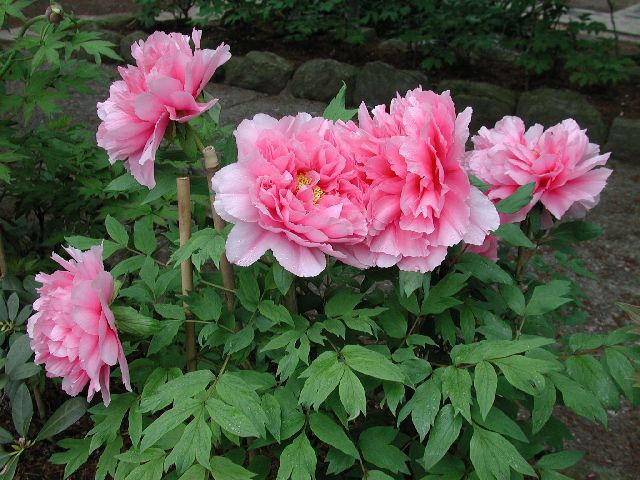 DSCN2653.jpg