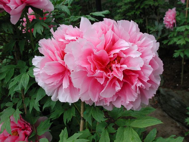 DSCN2656.jpg