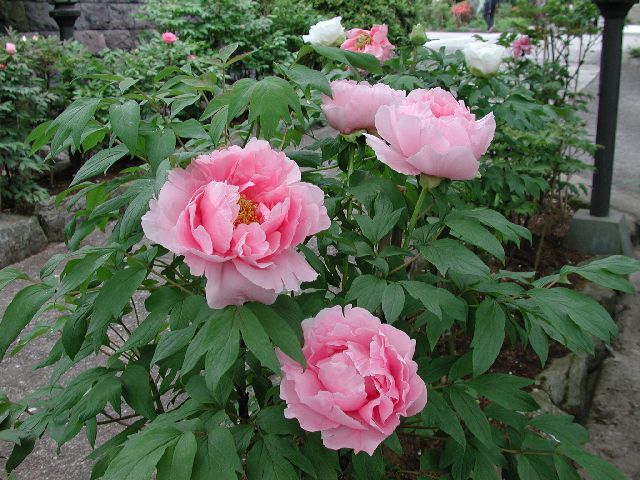 DSCN2658.jpg