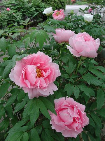 DSCN2659.jpg