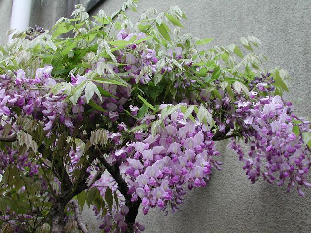 DSCN2662.jpg