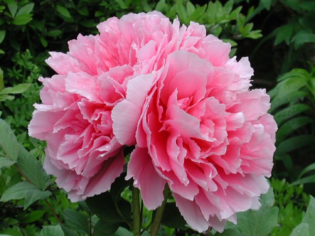 DSCN2667.jpg