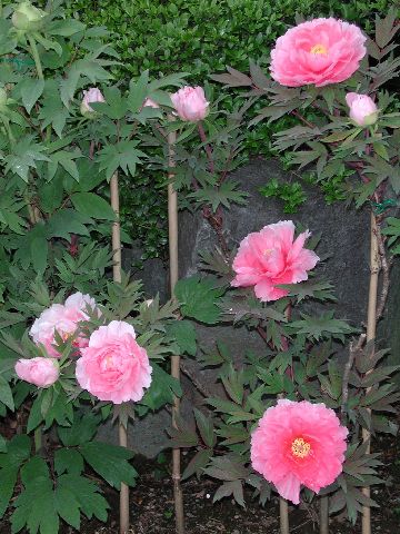 DSCN2668.jpg