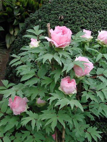 DSCN2671.jpg