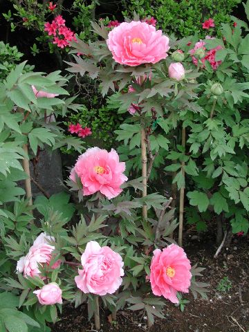 DSCN2673.jpg