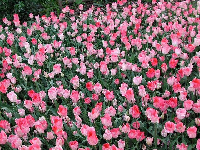 DSCN2605.jpg