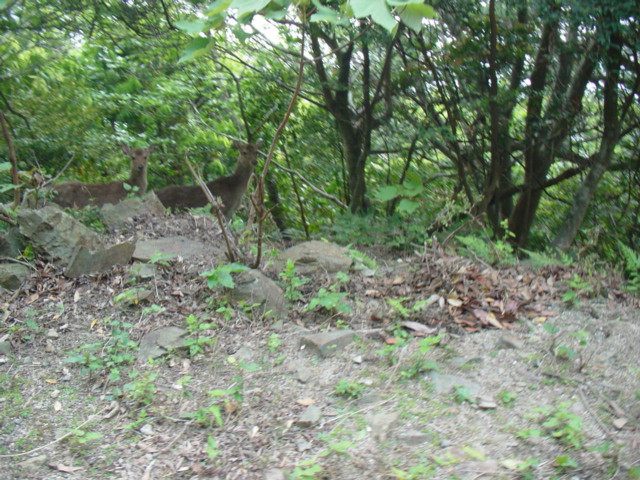 DSC00755.jpg