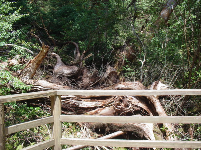 DSC00775.jpg