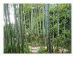 長谷寺の竹林,