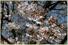 小松川千本桜