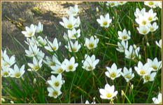 野の花