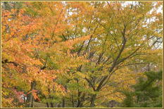 広場の紅葉