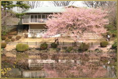 新宿御苑の桜