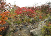 紅葉