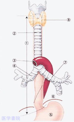 食道解剖