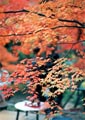 嵯峨野の紅葉
