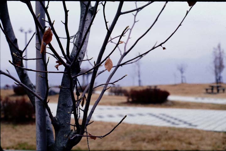 SMC Pentax 43mm F1.9 L-Special