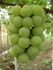 万代ぶどう 岡山市瀬戸町