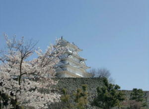桜満開の姫路城・・・