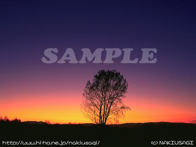 �T���v��005