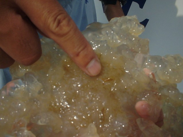 img0008.jpg