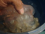 img0026.jpg