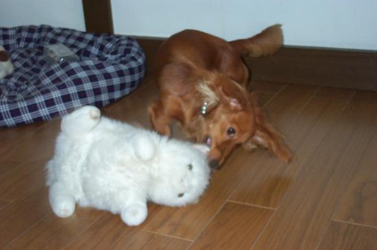 �i�i�ʐ^�R