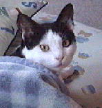 �ڂ��p�`�N��