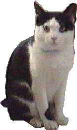 �傫���Ȃ����i�I