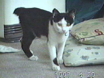 �����Ă������̃i�I