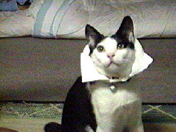 �`���[���b�v�n�b�g