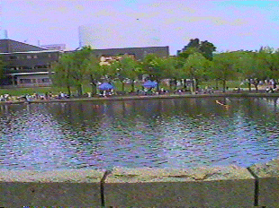 ourpond1.gif