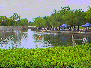 ourpond2.gif